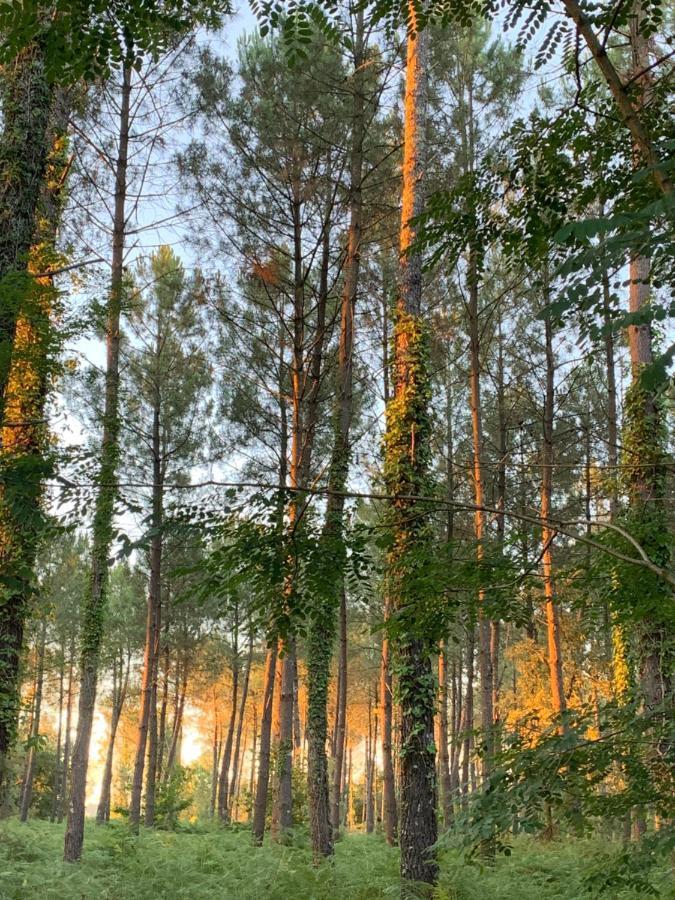 L Estanguet Maison Octogonale En Foret Rion-Des-Landes Zewnętrze zdjęcie